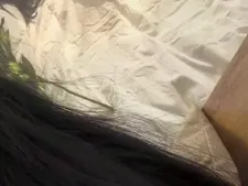IsaRosa 66